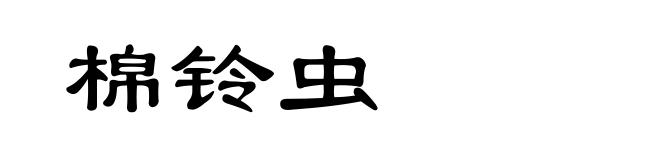 棉铃虫