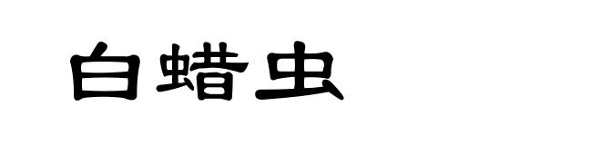 白蜡虫