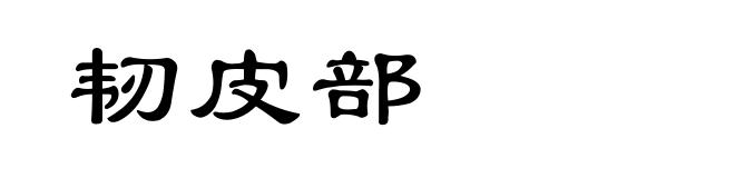 韧皮部