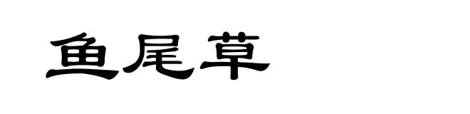 鱼尾草