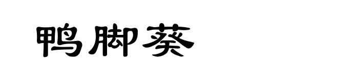 鸭脚葵