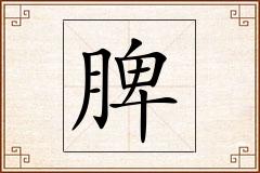 脾怎么写